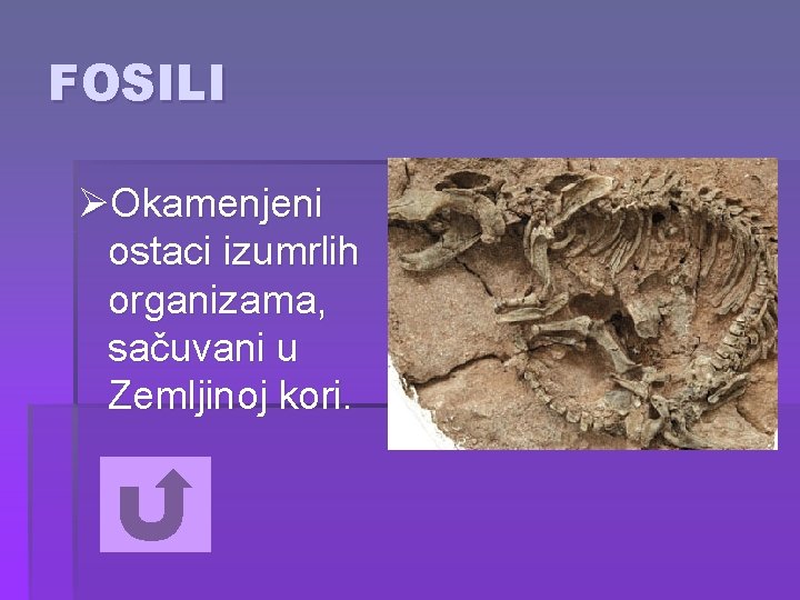 FOSILI ØOkamenjeni ostaci izumrlih organizama, sačuvani u Zemljinoj kori. 