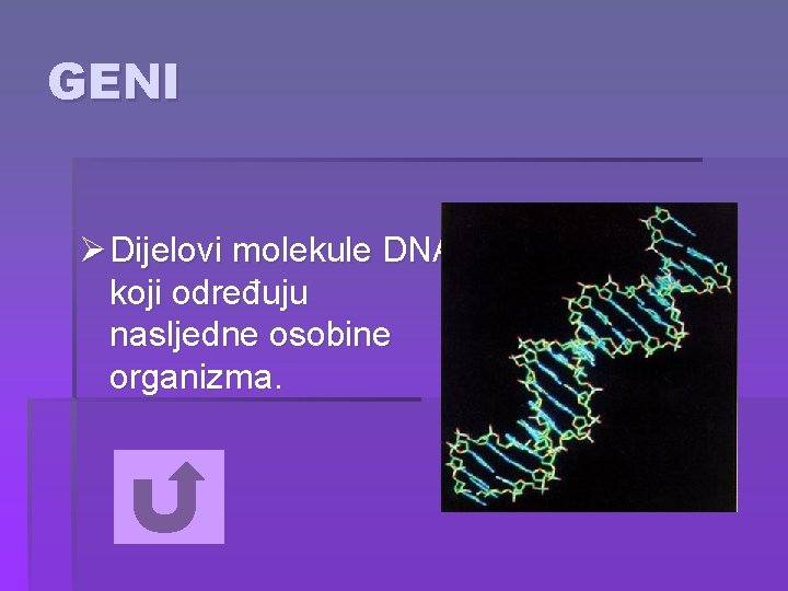 GENI Ø Dijelovi molekule DNA koji određuju nasljedne osobine organizma. 