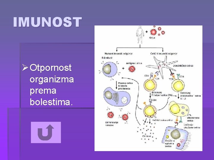 IMUNOST Ø Otpornost organizma prema bolestima. 