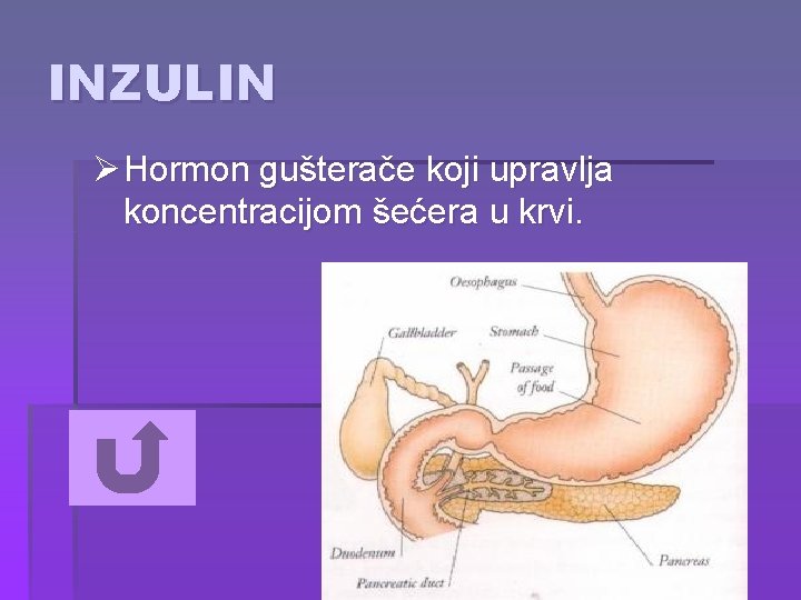 INZULIN Ø Hormon gušterače koji upravlja koncentracijom šećera u krvi. 