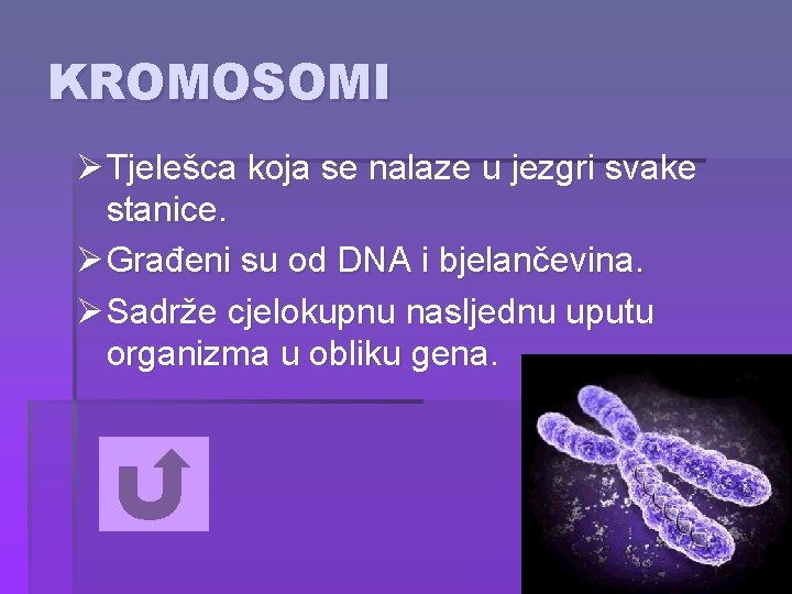 KROMOSOMI Ø Tjelešca koja se nalaze u jezgri svake stanice. Ø Građeni su od