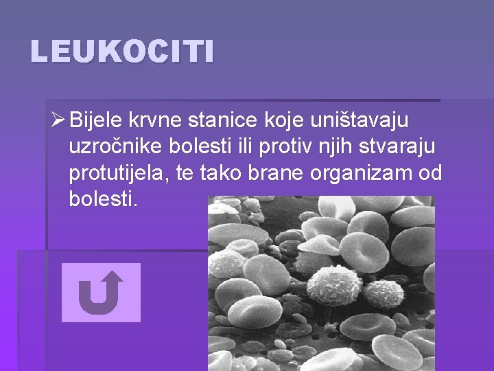 LEUKOCITI Ø Bijele krvne stanice koje uništavaju uzročnike bolesti ili protiv njih stvaraju protutijela,