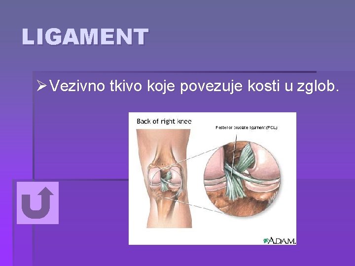 LIGAMENT Ø Vezivno tkivo koje povezuje kosti u zglob. 