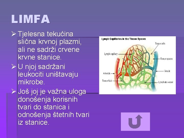 LIMFA Ø Tjelesna tekućina slična krvnoj plazmi, ali ne sadrži crvene krvne stanice. Ø