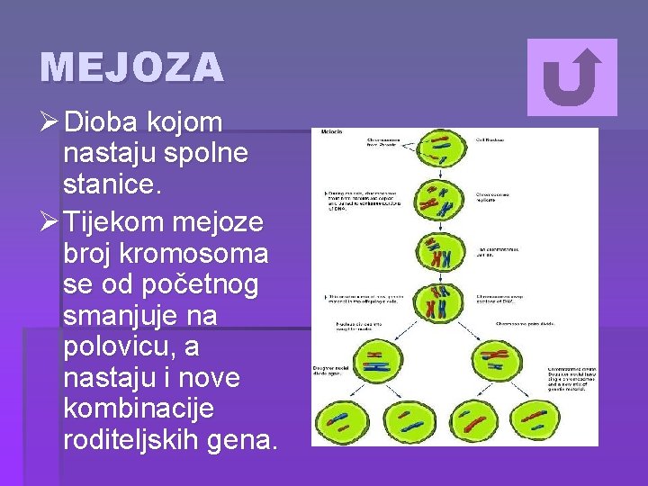MEJOZA Ø Dioba kojom nastaju spolne stanice. Ø Tijekom mejoze broj kromosoma se od