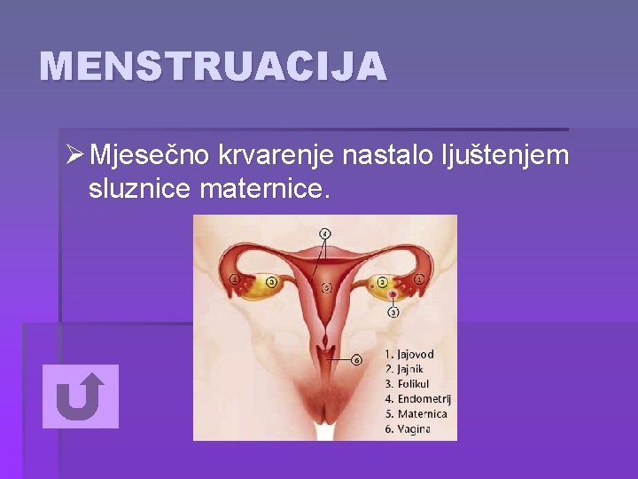 MENSTRUACIJA Ø Mjesečno krvarenje nastalo ljuštenjem sluznice maternice. 