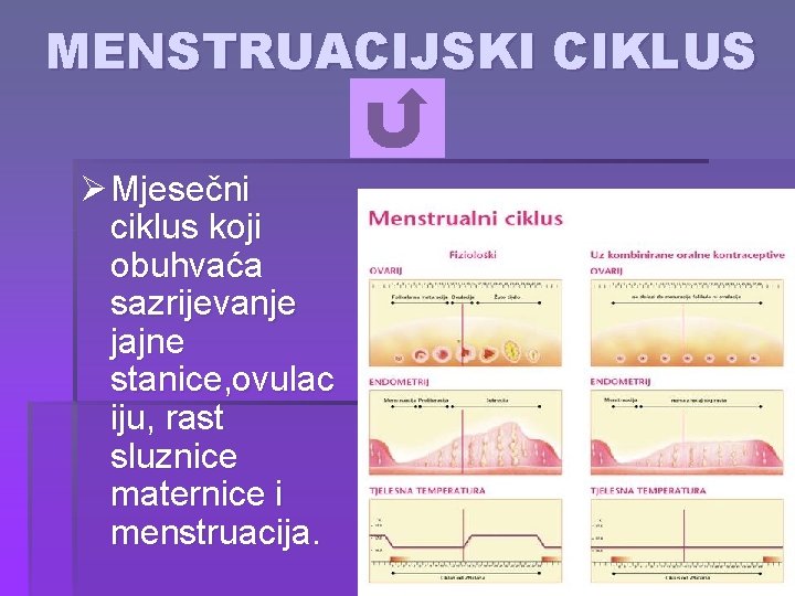 MENSTRUACIJSKI CIKLUS Ø Mjesečni ciklus koji obuhvaća sazrijevanje jajne stanice, ovulac iju, rast sluznice