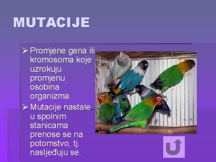 MUTACIJE Ø Promjene gena ili kromosoma koje uzrokuju promjenu osobina organizma. Ø Mutacije nastale