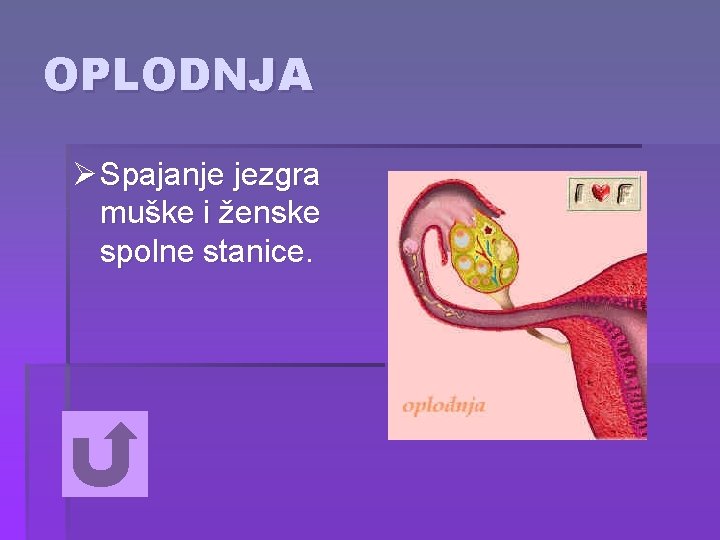 OPLODNJA Ø Spajanje jezgra muške i ženske spolne stanice. 