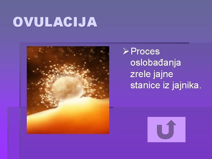 OVULACIJA Ø Proces oslobađanja zrele jajne stanice iz jajnika. 