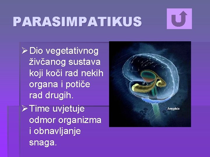 PARASIMPATIKUS Ø Dio vegetativnog živčanog sustava koji koči rad nekih organa i potiče rad