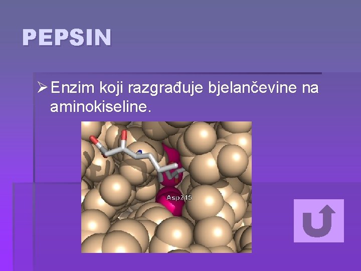 PEPSIN Ø Enzim koji razgrađuje bjelančevine na aminokiseline. 