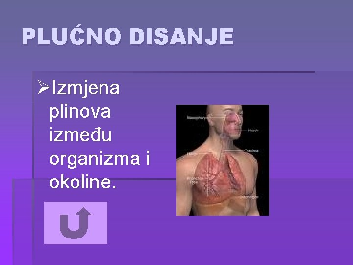 PLUĆNO DISANJE ØIzmjena plinova između organizma i okoline. 