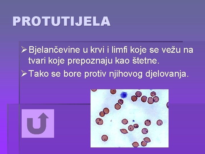 PROTUTIJELA Ø Bjelančevine u krvi i limfi koje se vežu na tvari koje prepoznaju