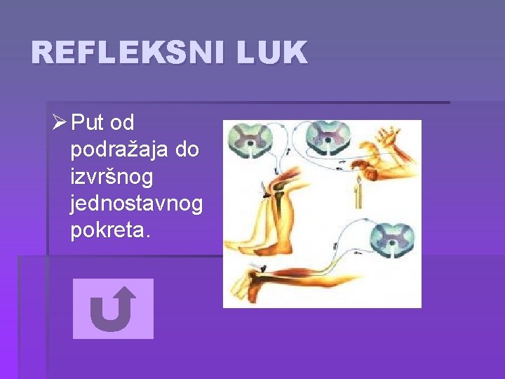 REFLEKSNI LUK Ø Put od podražaja do izvršnog jednostavnog pokreta. 