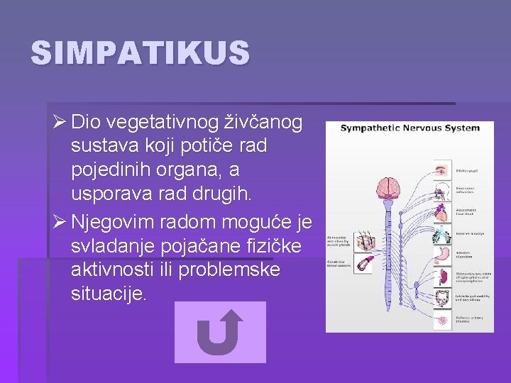 SIMPATIKUS Ø Dio vegetativnog živčanog sustava koji potiče rad pojedinih organa, a usporava rad