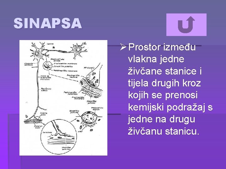 SINAPSA Ø Prostor između vlakna jedne živčane stanice i tijela drugih kroz kojih se