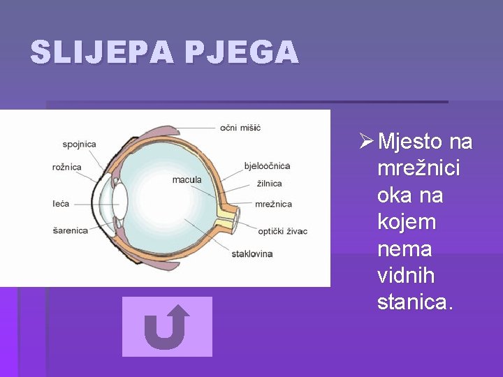 SLIJEPA PJEGA Ø Mjesto na mrežnici oka na kojem nema vidnih stanica. 