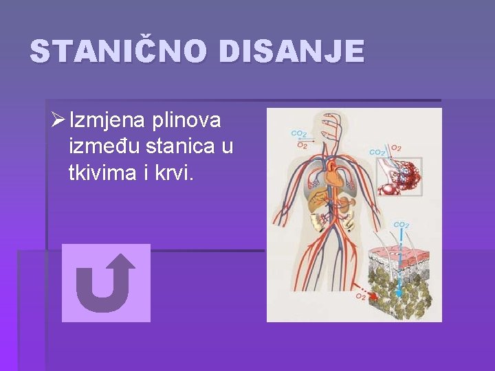 STANIČNO DISANJE Ø Izmjena plinova između stanica u tkivima i krvi. 