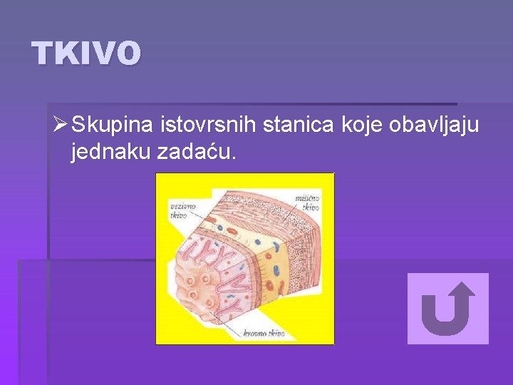 TKIVO Ø Skupina istovrsnih stanica koje obavljaju jednaku zadaću. 