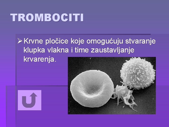 TROMBOCITI Ø Krvne pločice koje omogućuju stvaranje klupka vlakna i time zaustavljanje krvarenja. 