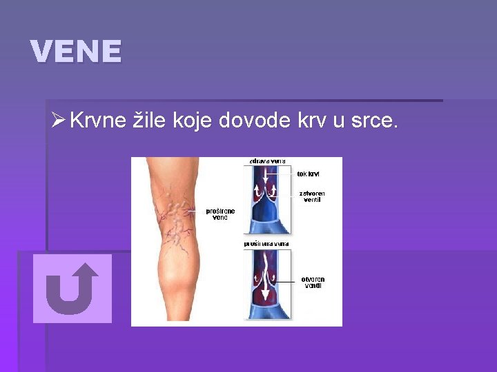 VENE Ø Krvne žile koje dovode krv u srce. 