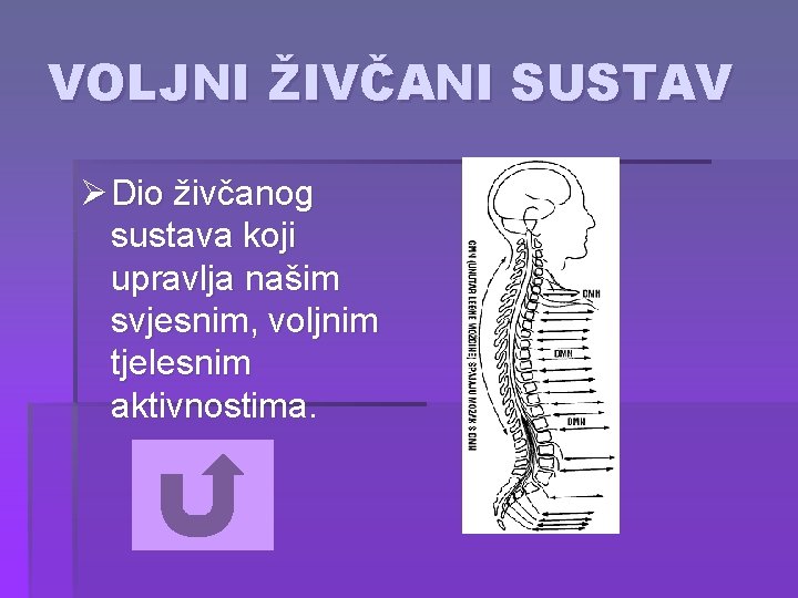 VOLJNI ŽIVČANI SUSTAV Ø Dio živčanog sustava koji upravlja našim svjesnim, voljnim tjelesnim aktivnostima.