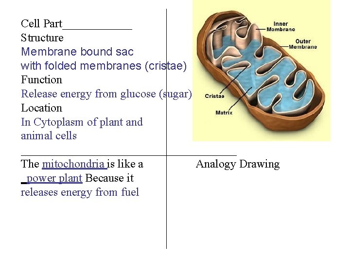 Cell Part______ Structure Membrane bound sac with folded membranes (cristae) Function Release energy from