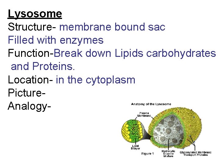 Lysosome Structure- membrane bound sac Filled with enzymes Function-Break down Lipids carbohydrates and Proteins.