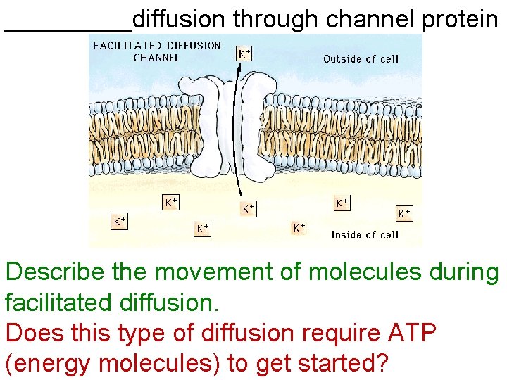 _____diffusion through channel protein Describe the movement of molecules during facilitated diffusion. Does this
