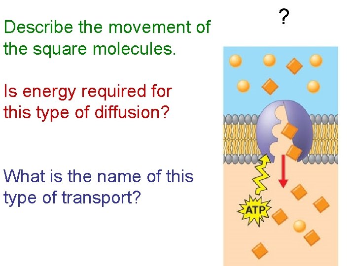 Describe the movement of the square molecules. Is energy required for this type of
