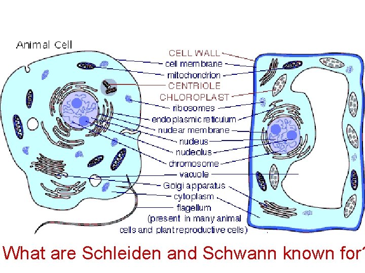 What are Schleiden and Schwann known for? 