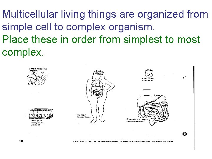 Organization in living thingsfrom Multicellular living things are organized simple cell to complex organism.