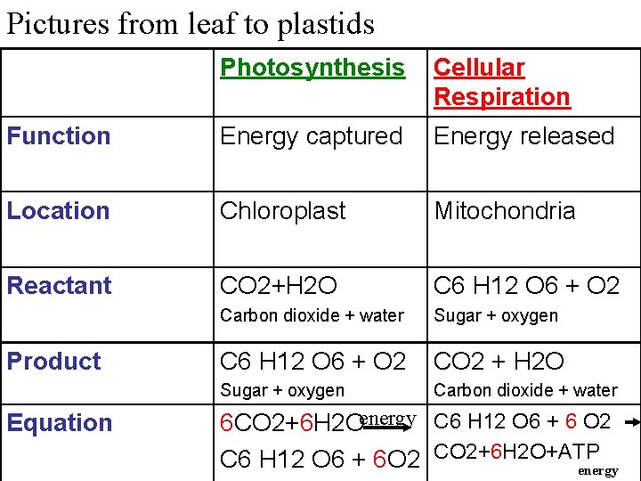 Pictures from leaf to plastids Photosynthesis Cellular Respiration Function Energy captured Energy released Location