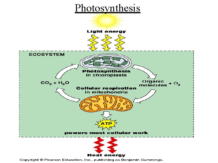 Photosynthesis 