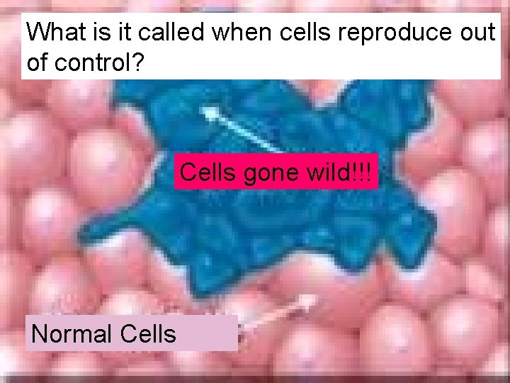 What is it called when cells reproduce out of control? Cells gone wild!!! Normal