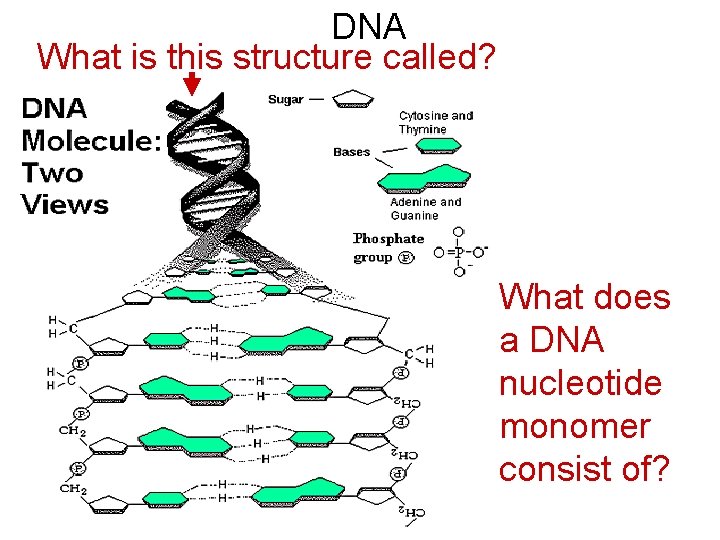 DNA What is this structure called? What does a DNA nucleotide monomer consist of?