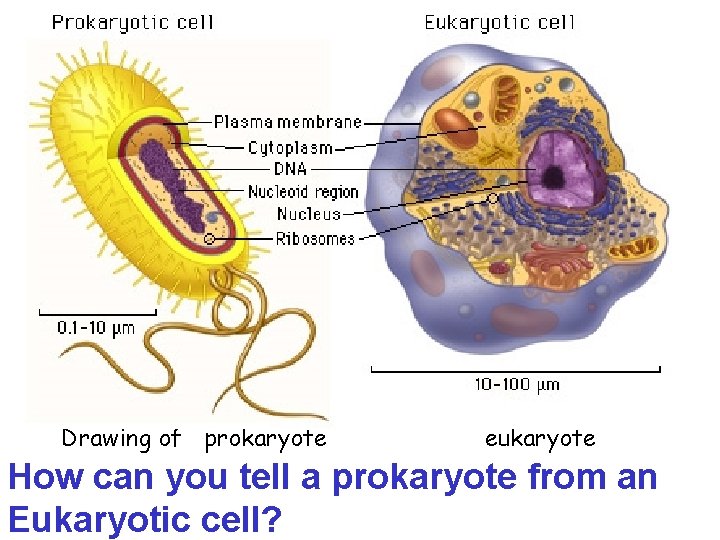 Drawing of prokaryote eukaryote How can you tell a prokaryote from an Eukaryotic cell?