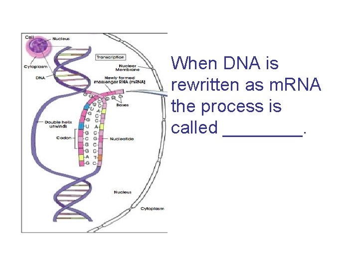 When DNA is rewritten as m. RNA the process is called ____. 