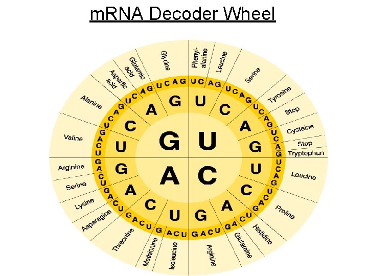 m. RNA Decoder Wheel 