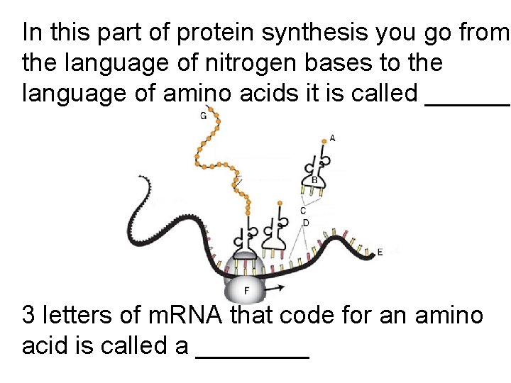 In this part of protein synthesis you go from the language of nitrogen bases