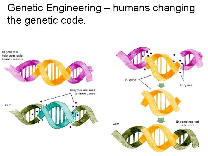 Genetic Engineering – humans changing the genetic code. 
