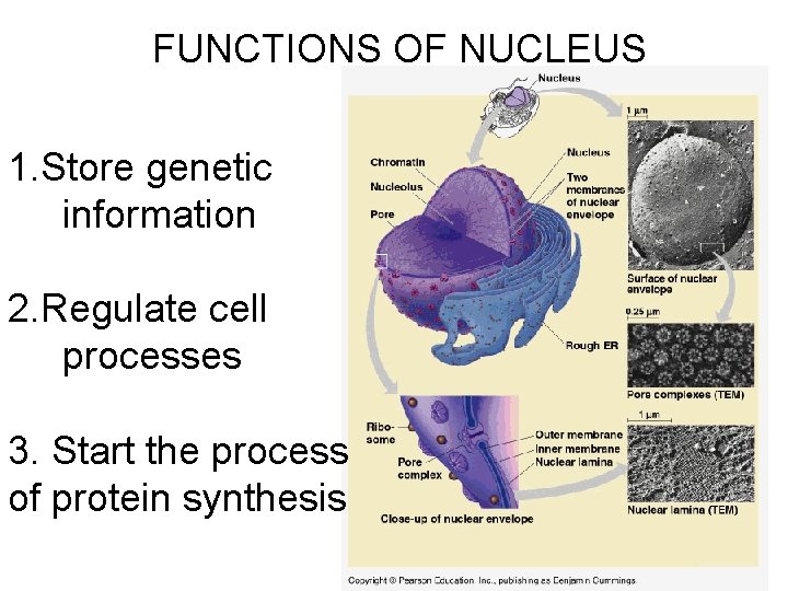 FUNCTIONS OF NUCLEUS 1. Store genetic information 2. Regulate cell processes 3. Start the