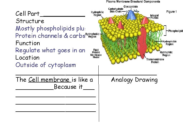 Cell Part_______ Structure Mostly phospholipids plus some Protein channels & carbs. -= -- =