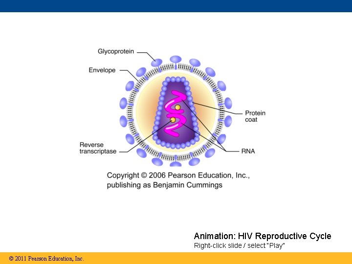Animation: HIV Reproductive Cycle Right-click slide / select “Play” © 2011 Pearson Education, Inc.