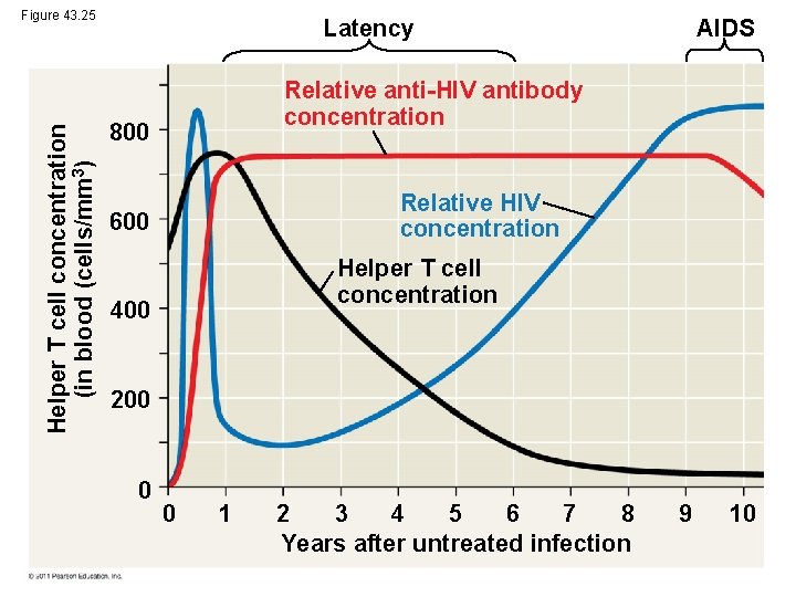 Helper T cell concentration (in blood (cells/mm 3) Figure 43. 25 Latency AIDS Relative