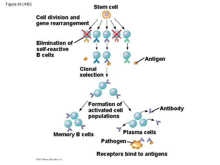 Figure 43. UN 02 Stem cell Cell division and gene rearrangement Elimination of self-reactive