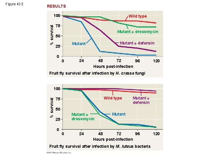 RESULTS % survival 100 Wild type 75 Mutant drosomycin 50 Mutant defensin Mutant 25