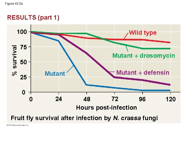 Figure 43. 5 a RESULTS (part 1) % survival 100 Wild type 75 Mutant