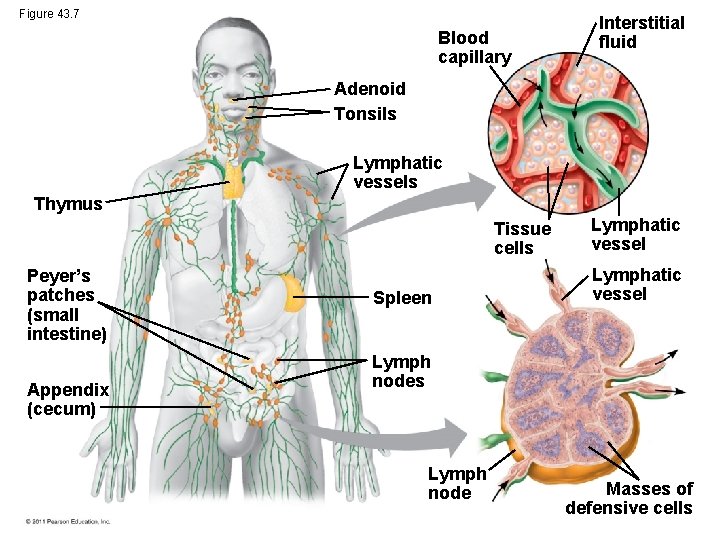 Figure 43. 7 Blood capillary Interstitial fluid Adenoid Tonsils Lymphatic vessels Thymus Tissue cells